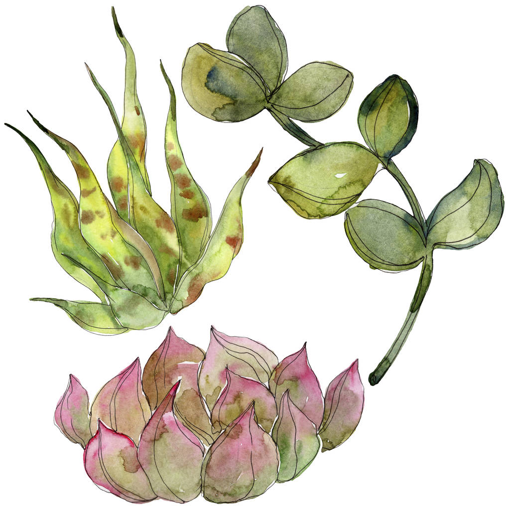 Exotic tropical succulents. Watercolor background illustration set. Isolated succulents illustration elements. - Photo, Image