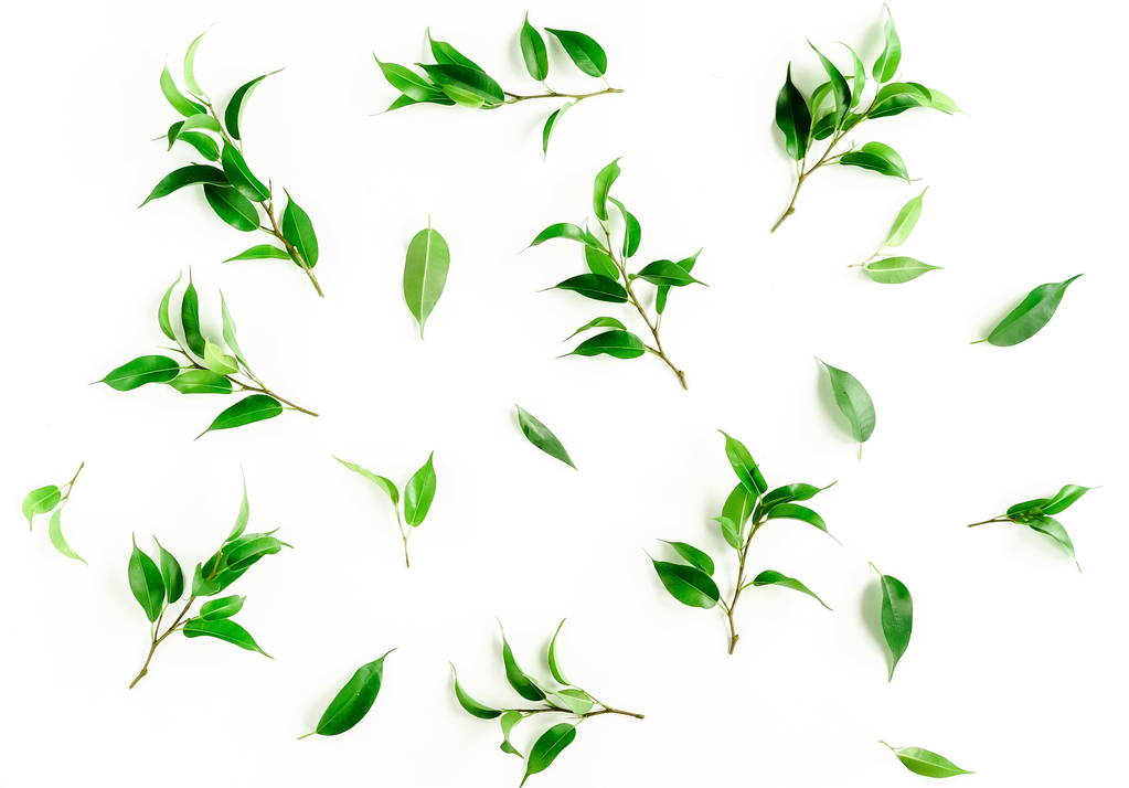 растения с зелеными листьями на белом фоне
 - Фото, изображение