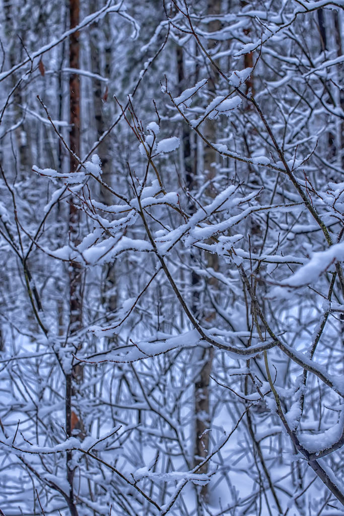 Hermosos árboles de invierno ramas con mucha nieve
. - Foto, Imagen