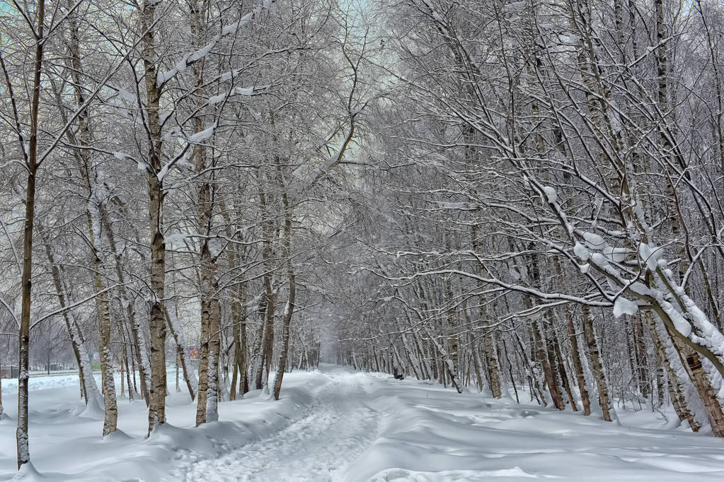 prachtige wit besneeuwde woud weg - Foto, afbeelding