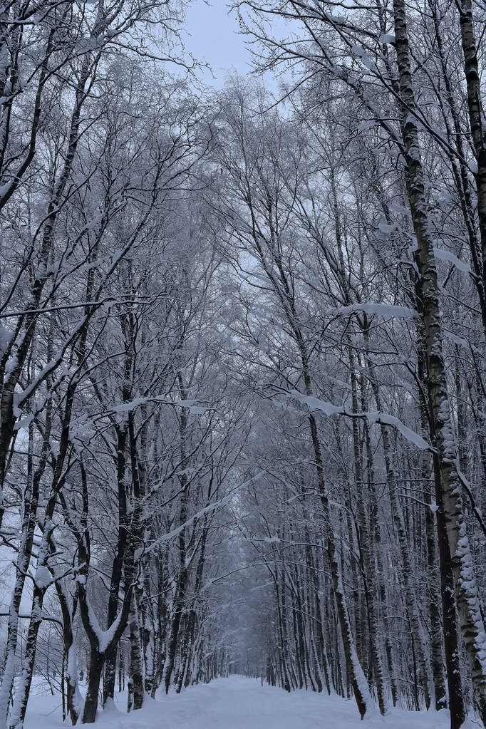 gyönyörű fehér havas erdei út - Fotó, kép