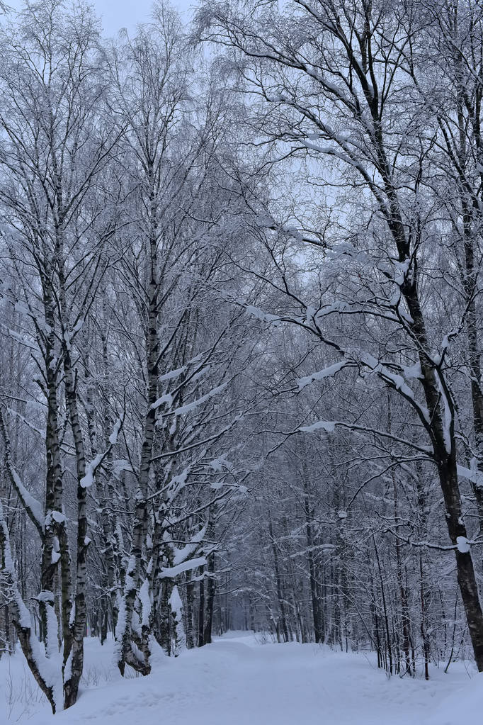 Weg van de winter bedekt met sneeuw door een bos - Foto, afbeelding