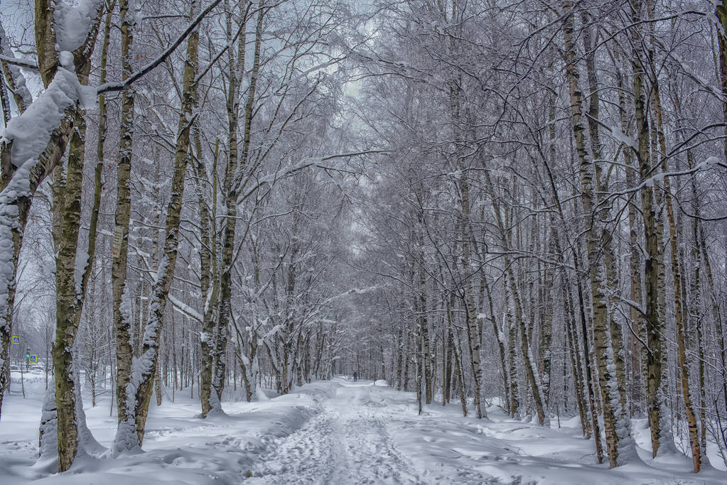 Estrada de inverno coberta de neve através de uma floresta
 - Foto, Imagem