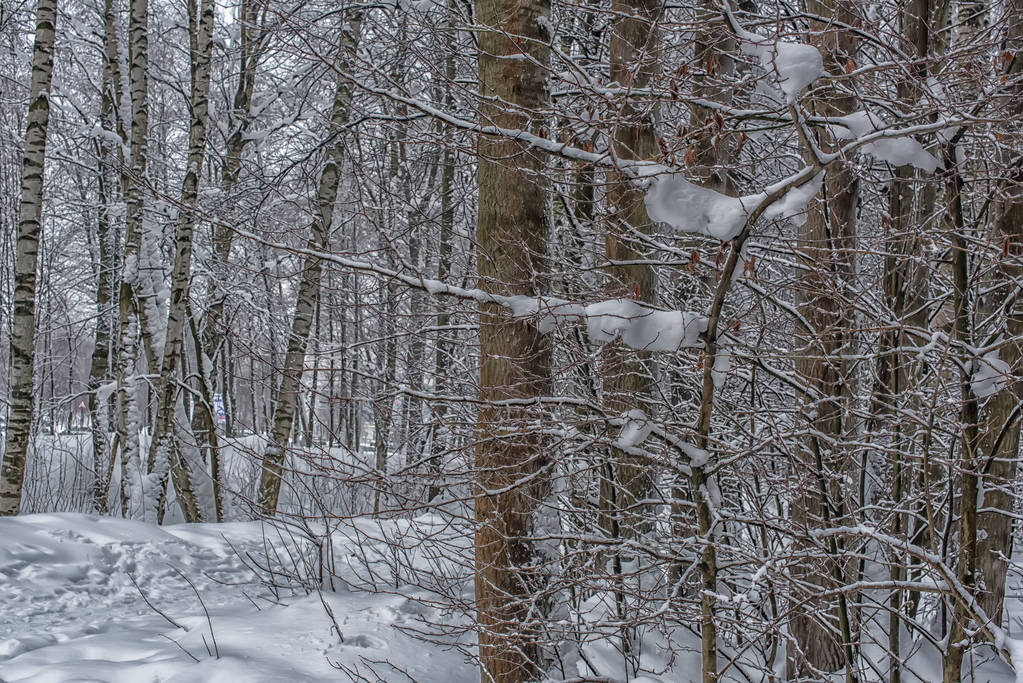 arbres dans la forêt et beaucoup de neige
 - Photo, image