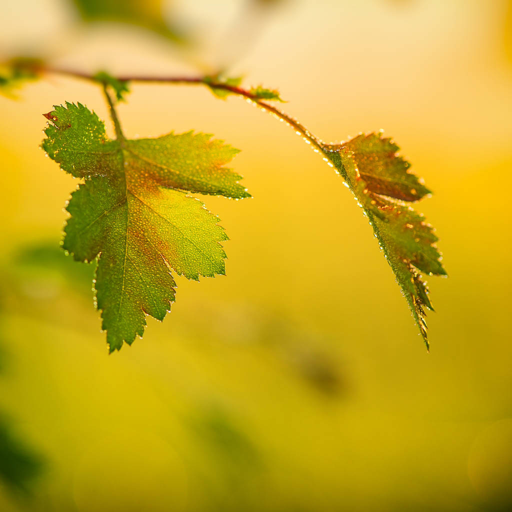 φύλλα με δροσοσταλίδες σε πράσινο φόντο - Φωτογραφία, εικόνα