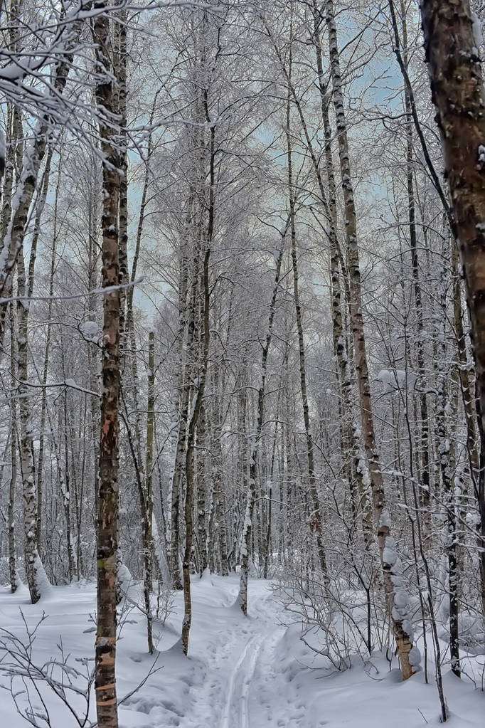Floresta de plantas de árvores cobertas de neve. Inverno natural fundo de Natal
 - Foto, Imagem
