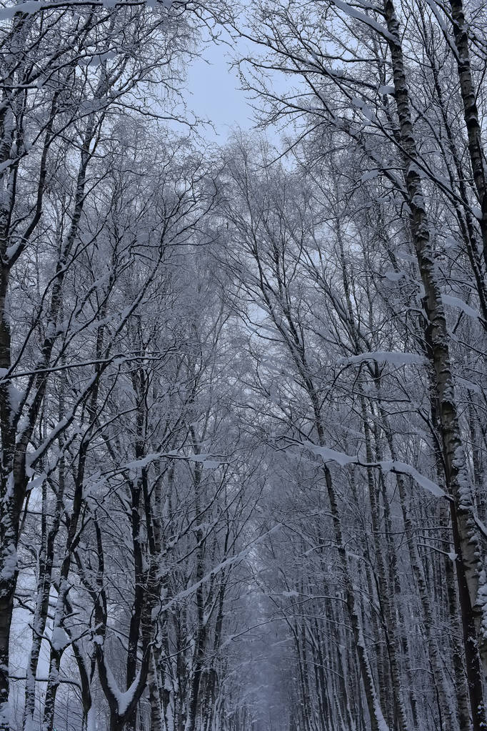 branches d'arbres en hiver sous les sommets de neige
 - Photo, image