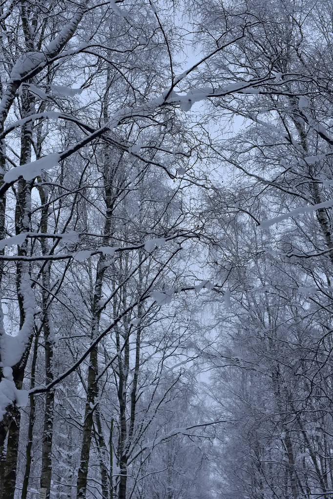 冬雪のトップスの下に木の枝 - 写真・画像