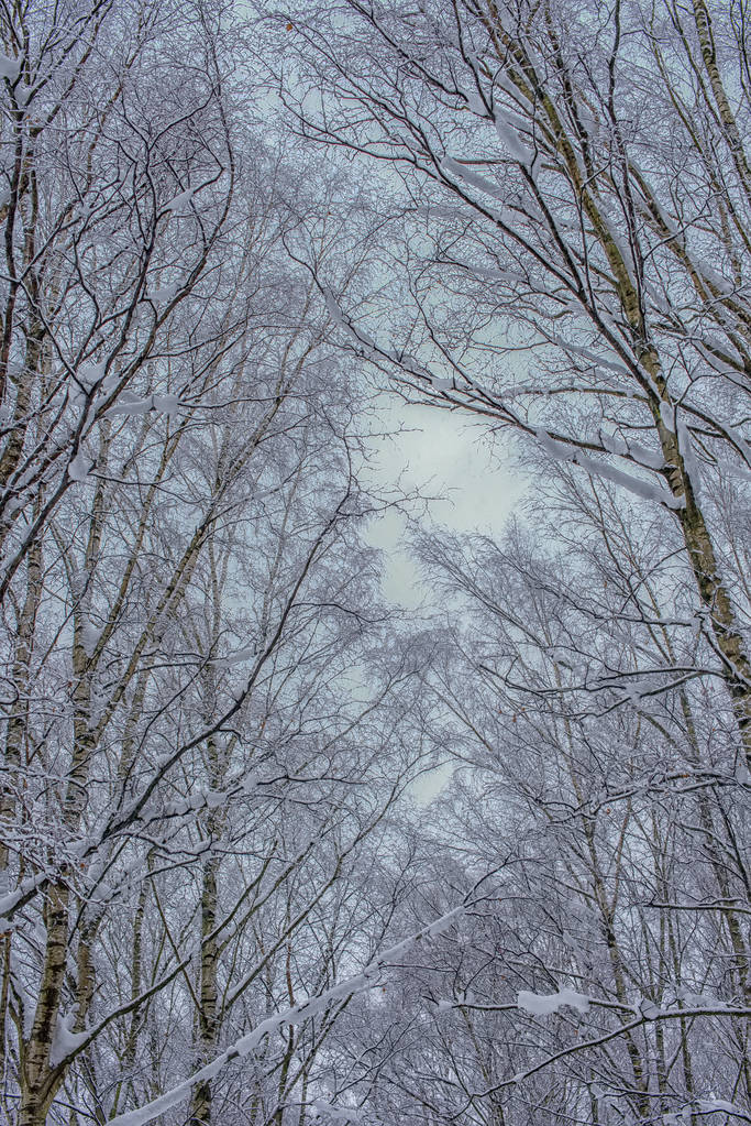 κλάδοι του δέντρου το χειμώνα κάτω από τις κορυφές του χιονιού - Φωτογραφία, εικόνα