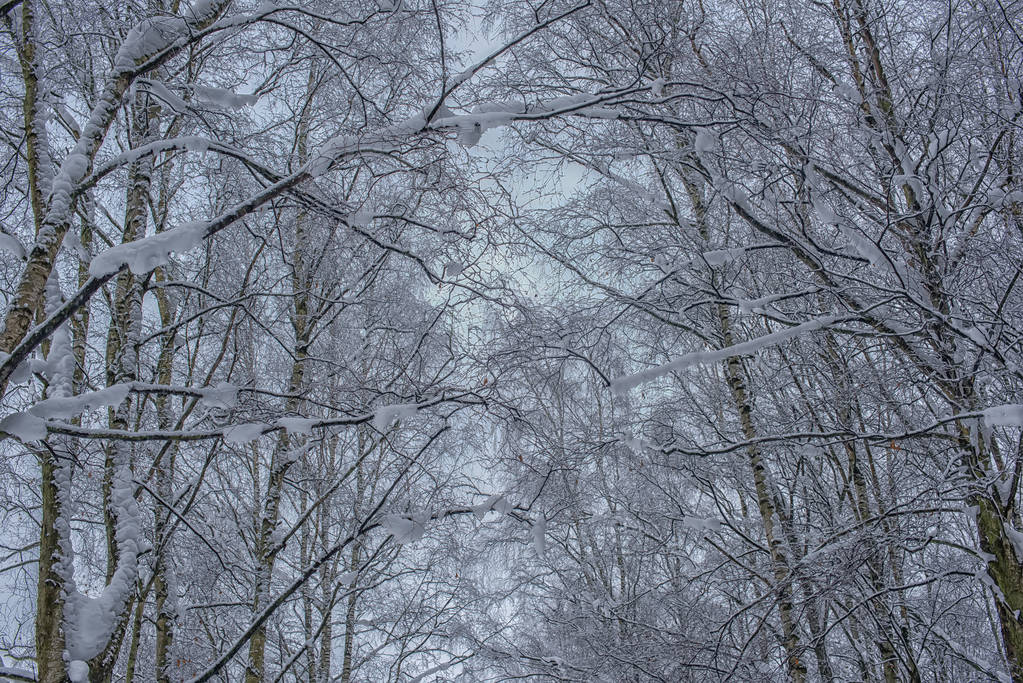 ramas de árboles en invierno bajo las cimas de nieve
 - Foto, imagen