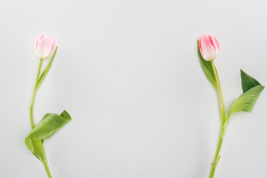vista dall'alto di due fiori di tulipano rosa isolati su grigio con spazio copia
 - Foto, immagini