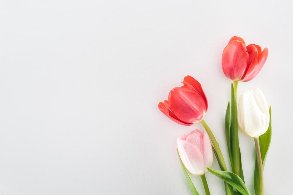 vista superior de flores de tulipán rojas, rosadas y blancas aisladas en gris
 - Foto, imagen