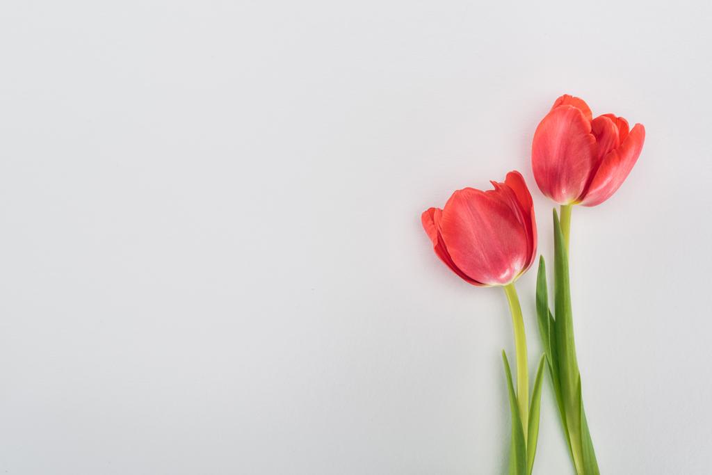 vista superior de flores de tulipán rojas aisladas en gris
 - Foto, imagen