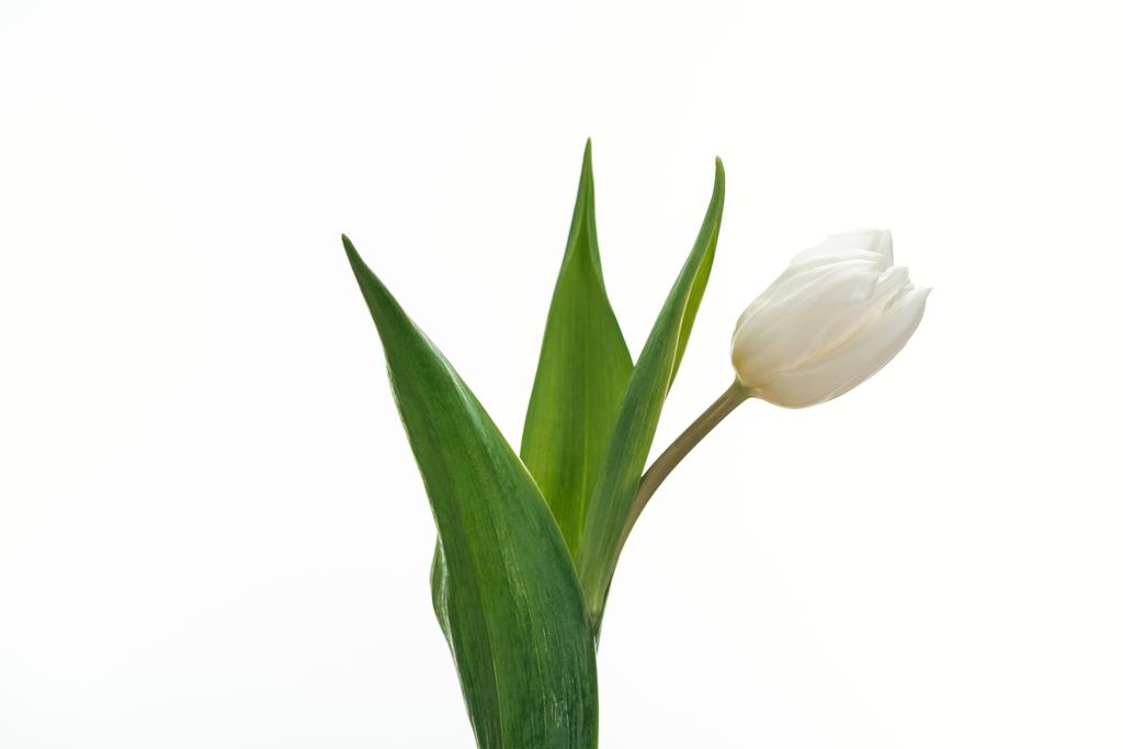 Photos et images de stock libres de droits de Fleur De Tulipe Blanche  Isolée Sur Blanc