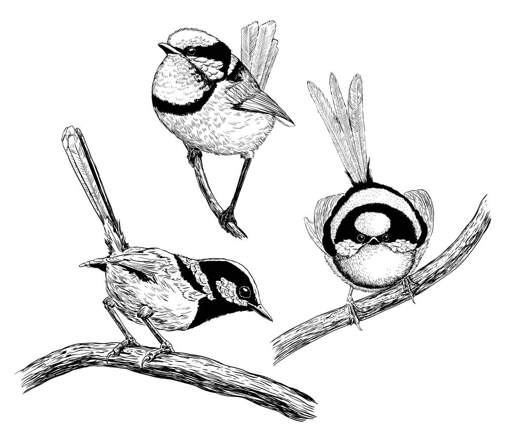 Coleção de 3 mão - fadas desenhadas wrens isolado no fundo branco
. - Vetor, Imagem