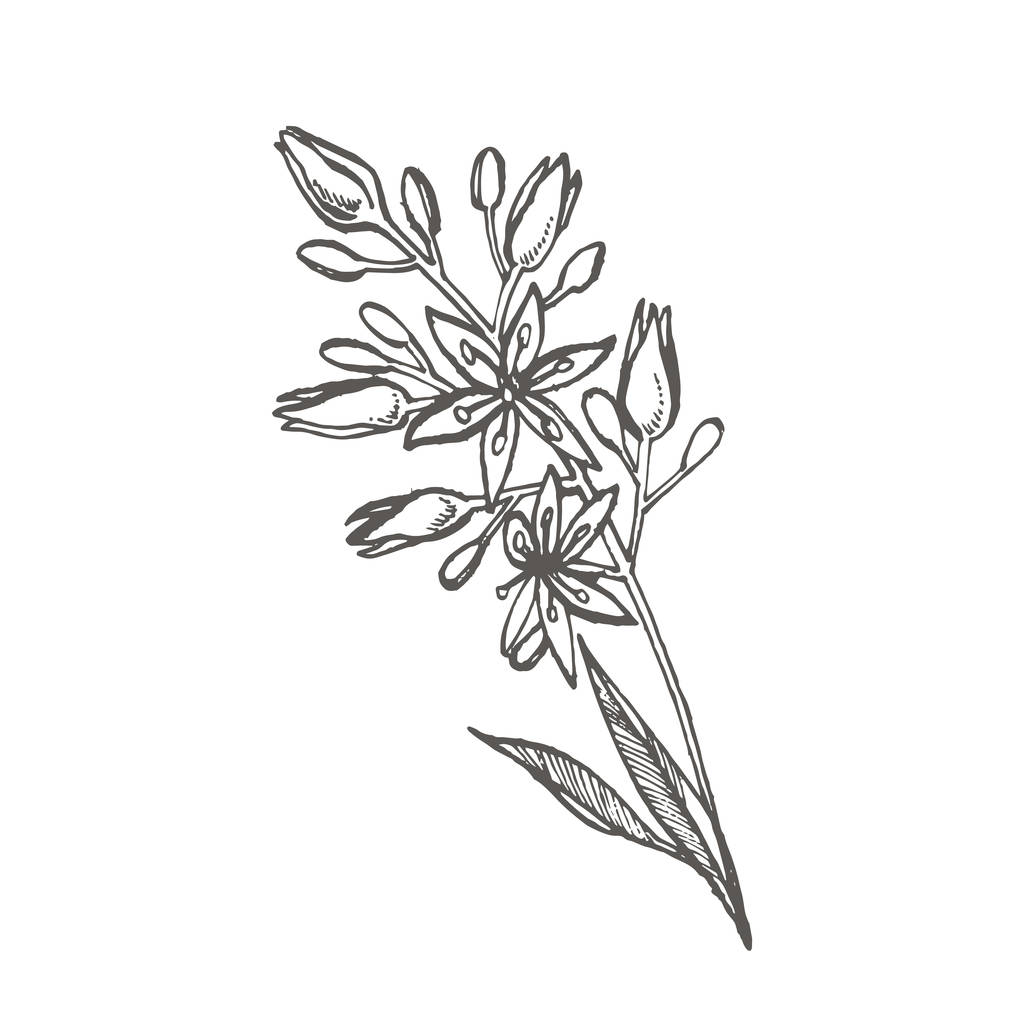 Αβοκάντο λουλούδια. Διάνυσμα χέρι συρμένων απεικονίσεων. Τροπικό φυτό χαραγμένο στυλ εικονογράφηση. - Διάνυσμα, εικόνα