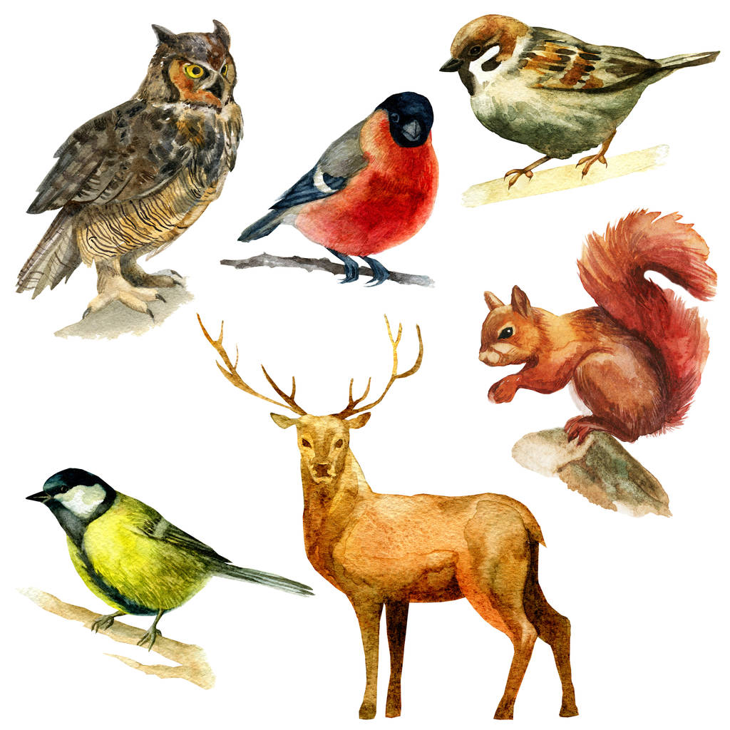 Watercolor illustration, set. Forest animals, sparrow, bullfinch bluebird owl squirrel deer - Photo, Image