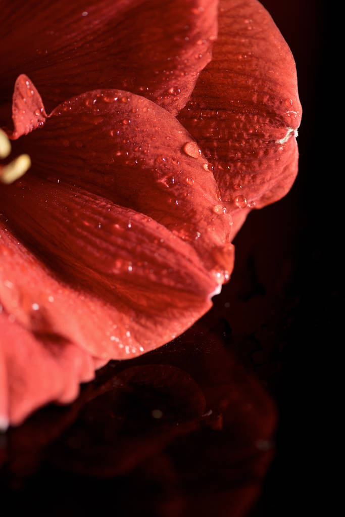 滴とアマリリスの花のクローズ アップ表示  - 写真・画像