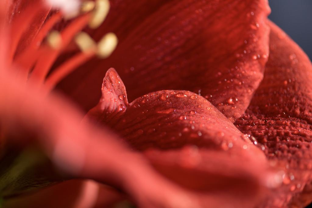 macro view of Living coral amaryllis flower background - Photo, Image