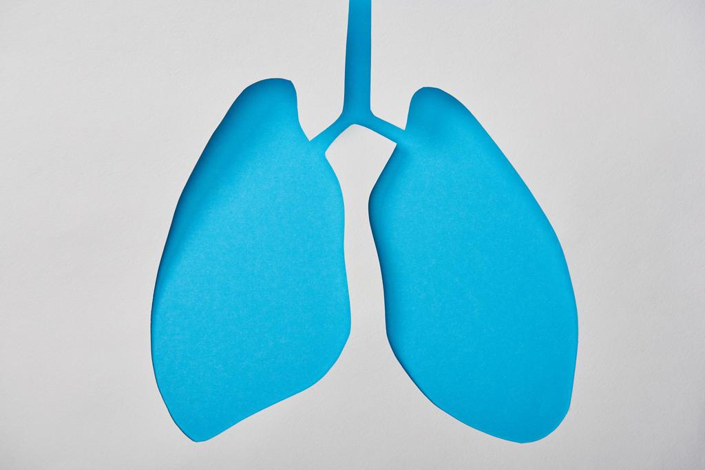 vista superior del modelo de pulmones azules vacíos aislados en blanco
 - Foto, imagen