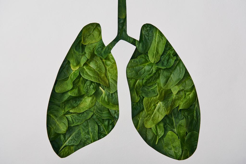 vista superior do modelo dos pulmões com folhas verdes isoladas no branco
 - Foto, Imagem