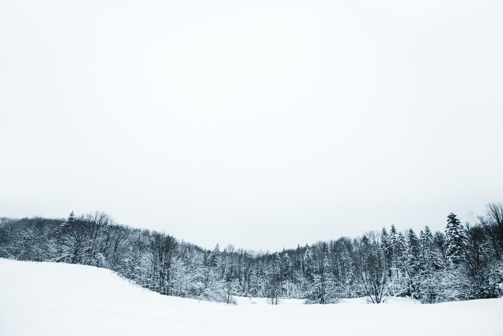cielo claro y árboles cubiertos de nieve en las montañas de los Cárpatos
 - Foto, Imagen