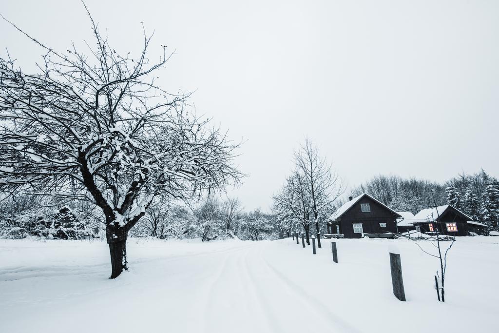дерева, покритий білим снігом і дерев'яних будинків в Карпатах - Фото, зображення