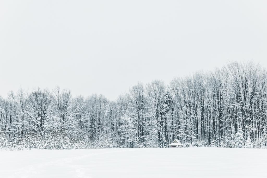maisema luminen Karpaattien vuoret ja metsä talvella
 - Valokuva, kuva