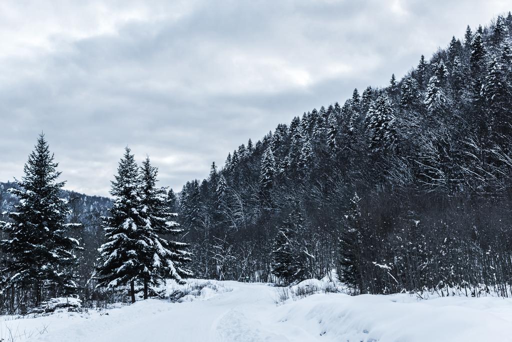 scenic view of snowy carpathian mountains with pines in winter  - Photo, Image