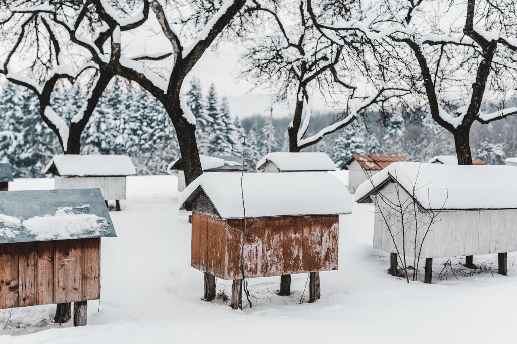 ξύλινες κυψέλες που καλύπτονται με χιόνι ανάμεσα στα δέντρα - Φωτογραφία, εικόνα