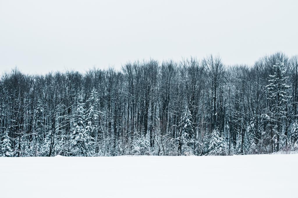 пейзаж Карпатских гор с белым снегом, ясным небом и деревьями
 - Фото, изображение