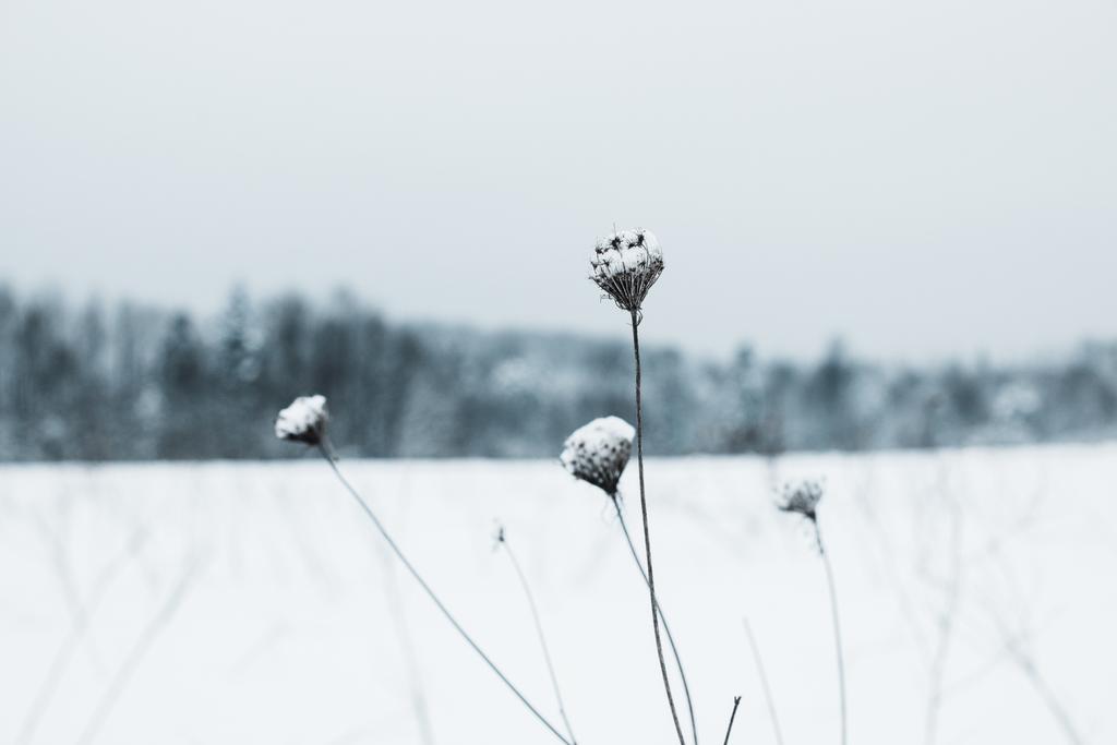 selectieve aandacht van droge veld bloemen bedekt met sneeuw - Foto, afbeelding