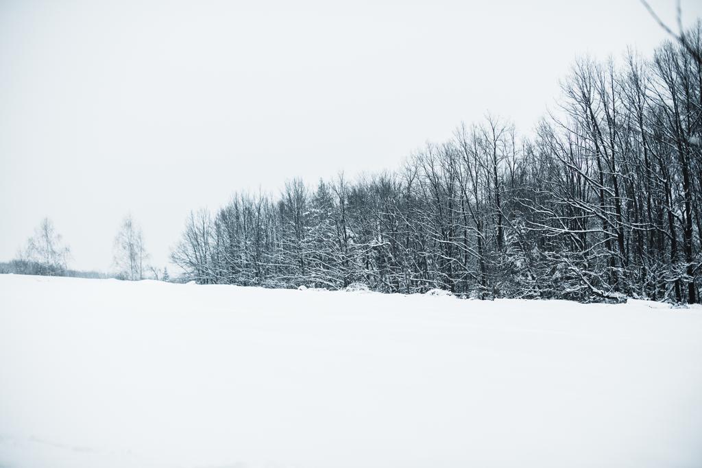 Karpatlar karda ile kuru ağaçlar kapak - Fotoğraf, Görsel