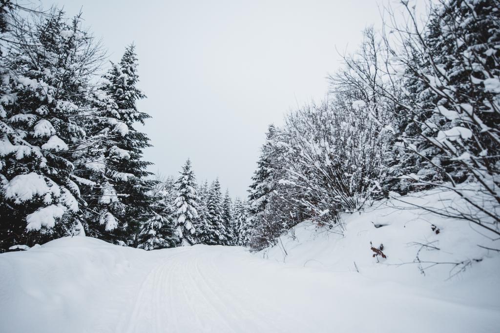 Δρόμος στα Καρπάθια βουνά καλυμμένος με χιόνι ανάμεσα στα έλατα  - Φωτογραφία, εικόνα