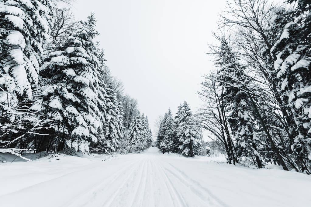 Cesta v karpatských horách pokrytá sněhem mezi smrky  - Fotografie, Obrázek