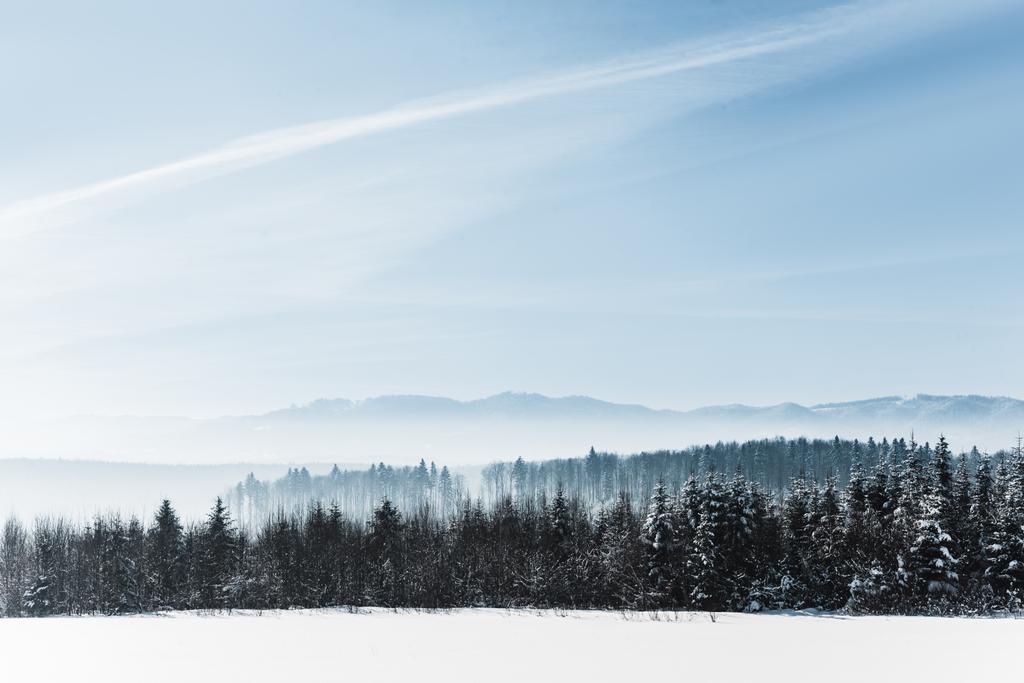 kék felhős ég, a napsütés és a téli havas erdő-Kárpátok - Fotó, kép