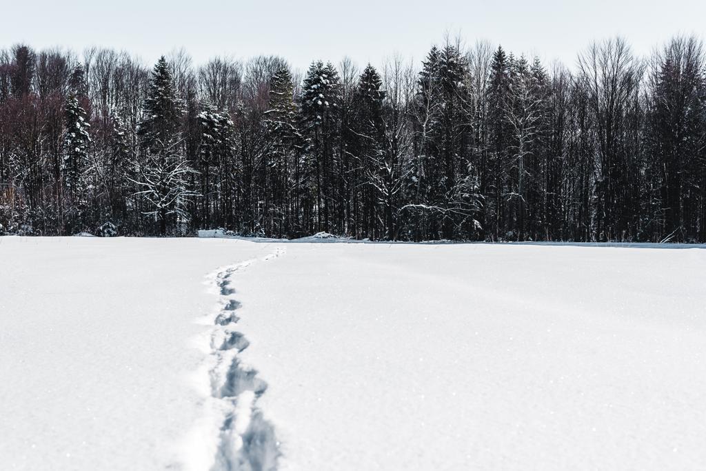 alberi nella foresta invernale con impronte sulla neve nelle montagne carpatiche
 - Foto, immagini