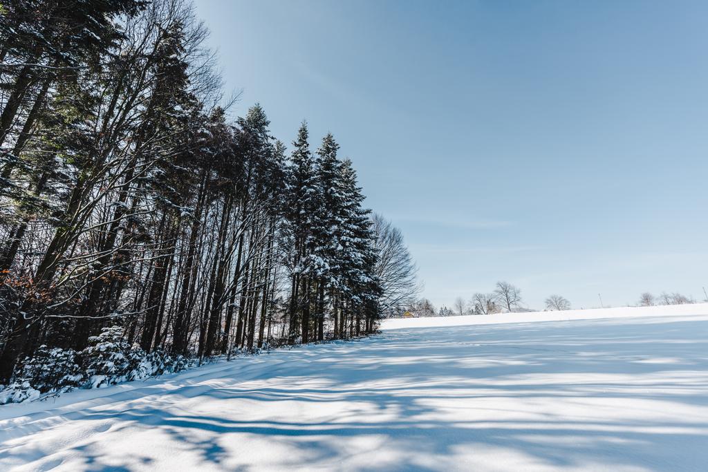 droge bomen in de Karpaten met schaduwen op sneeuw - Foto, afbeelding
