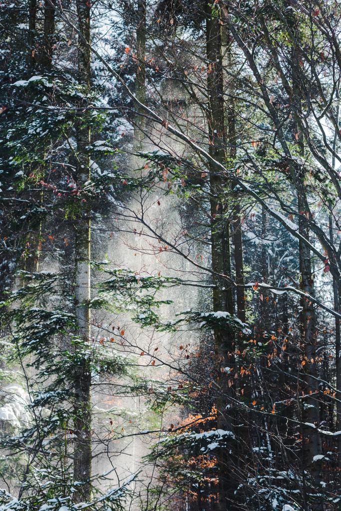 Las z słońca przez zielone gałęzie i śnieg - Zdjęcie, obraz