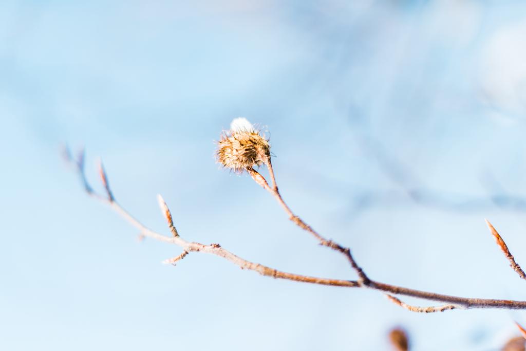 επιλεκτική εστίαση του ξηρού κλαδί με χιόνι - Φωτογραφία, εικόνα
