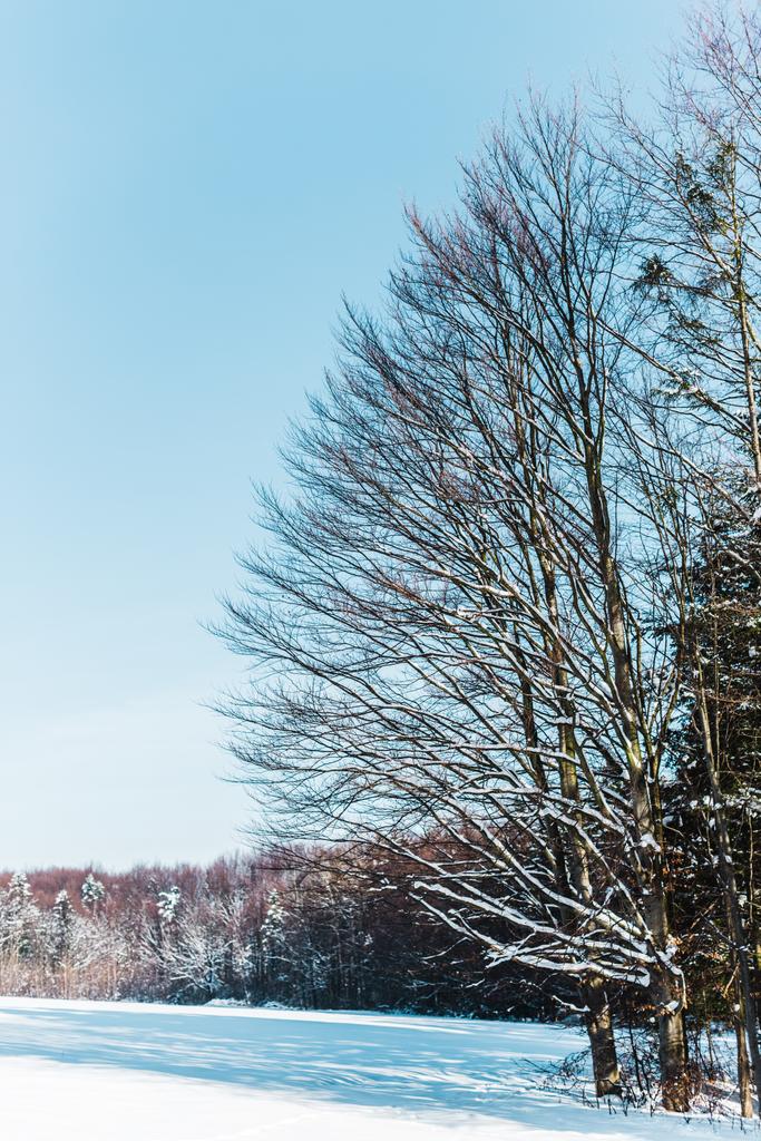 árvores secas em montanhas dos Cárpatos com sombras na neve
 - Foto, Imagem