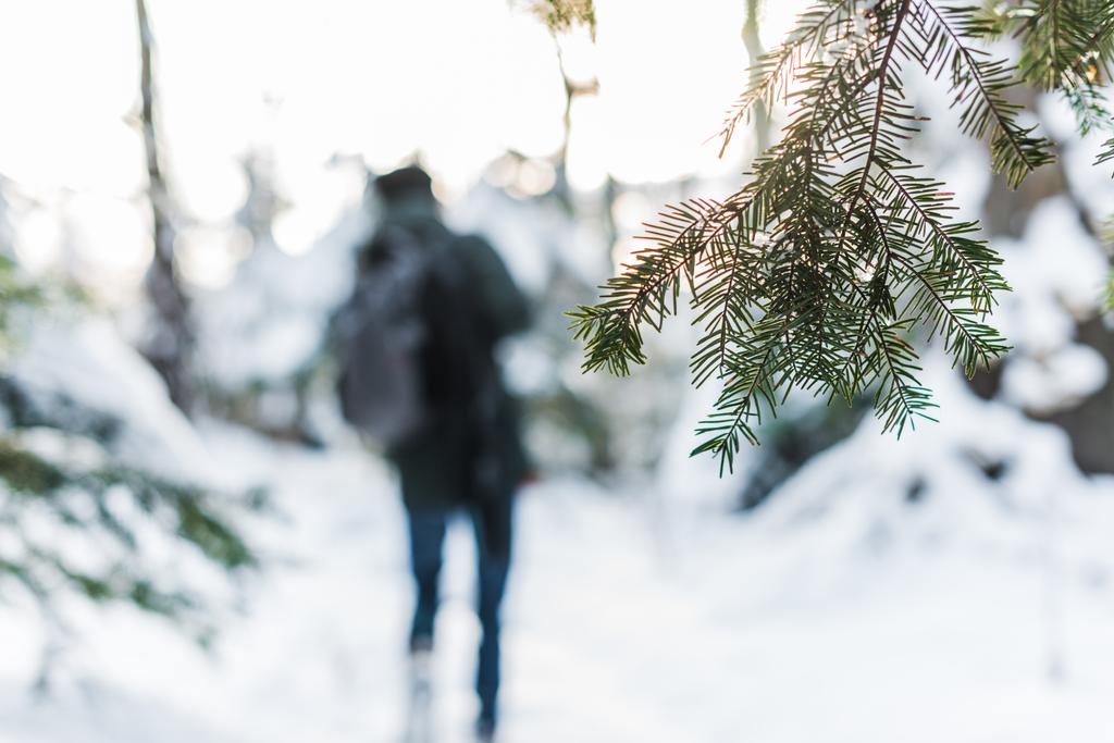 kuusen oksan valikoiva painopiste lumisessa metsässä matkustajan ollessa taustalla
 - Valokuva, kuva