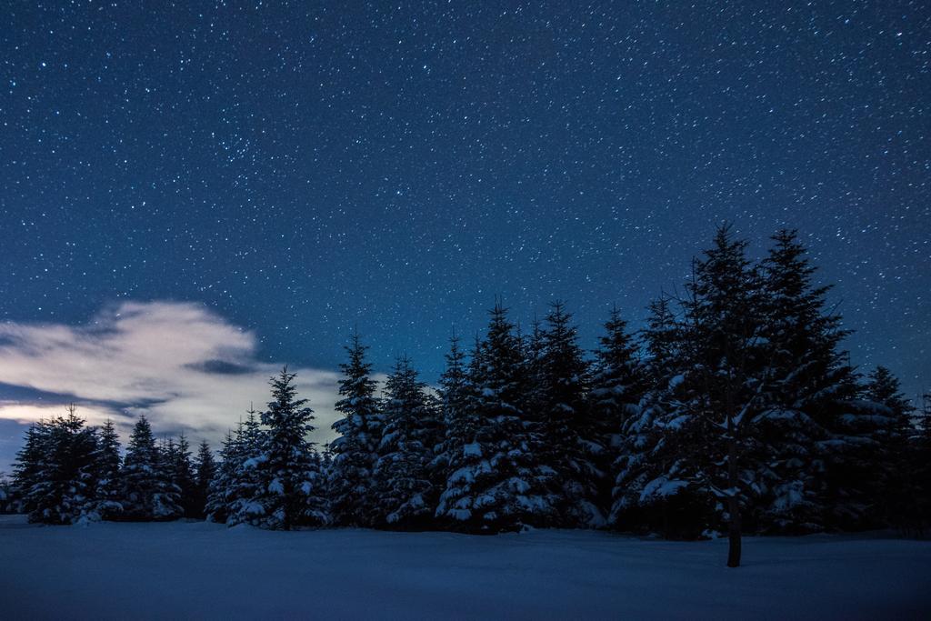 cielo stellato scuro e abeti rossi nelle montagne carpatiche di notte in inverno
 - Foto, immagini