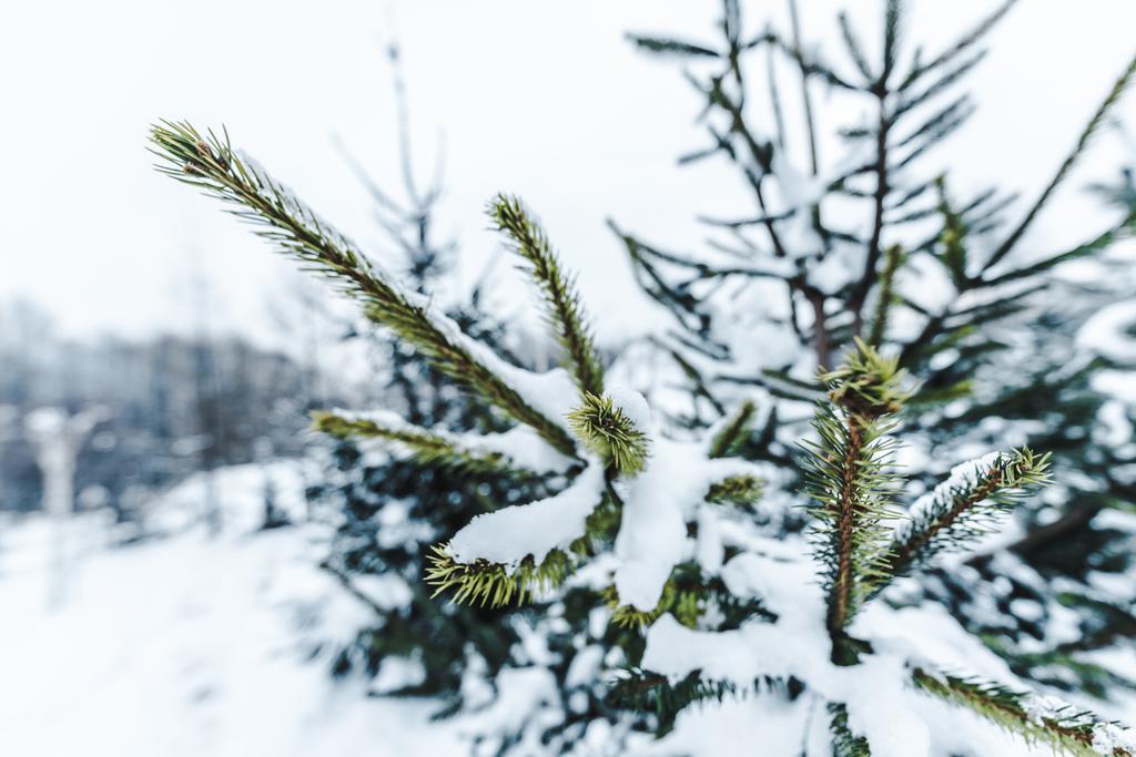 selectieve aandacht van pijnboomtakken bedekt met sneeuw - Foto, afbeelding