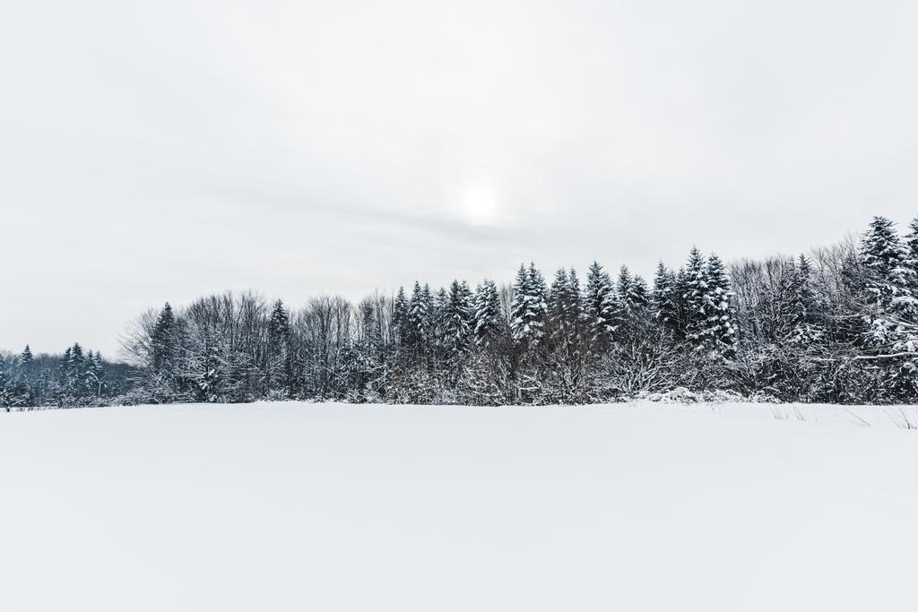 vista panorámica de las montañas de los Cárpatos y árboles cubiertos de nieve
  - Foto, imagen