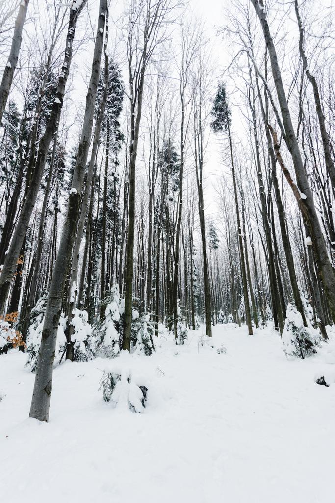 vista ad angolo basso dei tronchi d'albero nella foresta invernale innevata
 - Foto, immagini