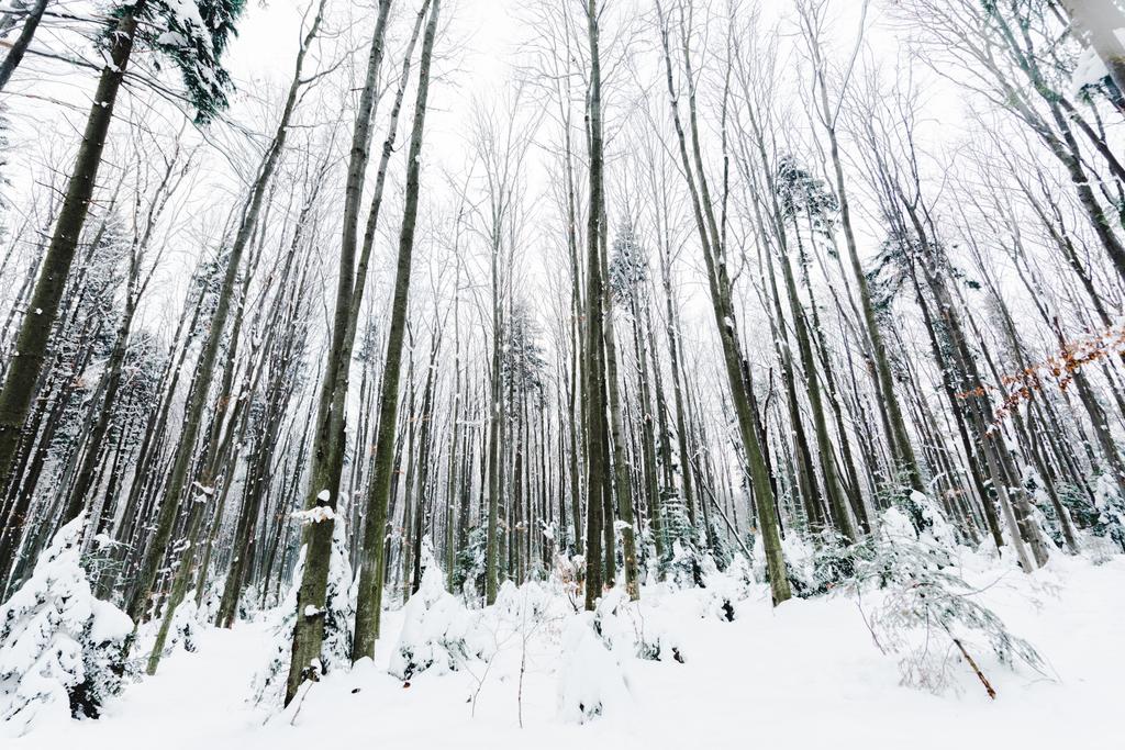 низький кут зору стовбурів дерев у засніженому зимовому лісі
 - Фото, зображення