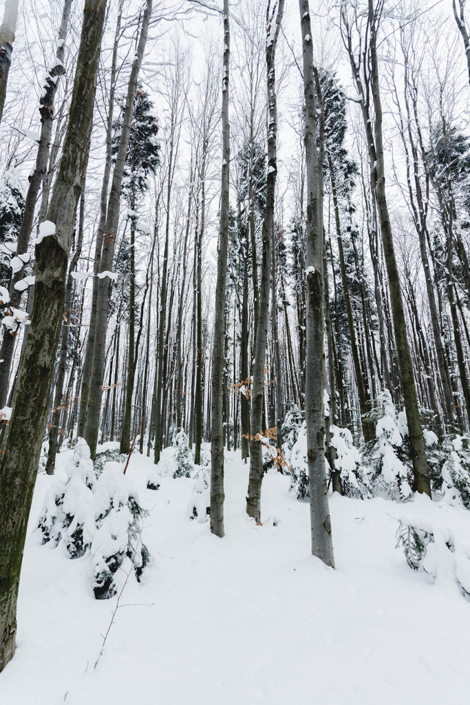 χαμηλή γωνία θέα από τους κορμούς των δέντρων στο χιονισμένο δάσος - Φωτογραφία, εικόνα