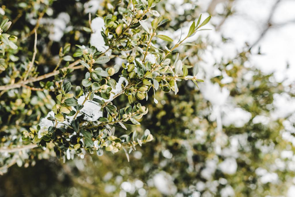 вибірковий фокус гілок дерева зі снігом і зеленим листям
 - Фото, зображення