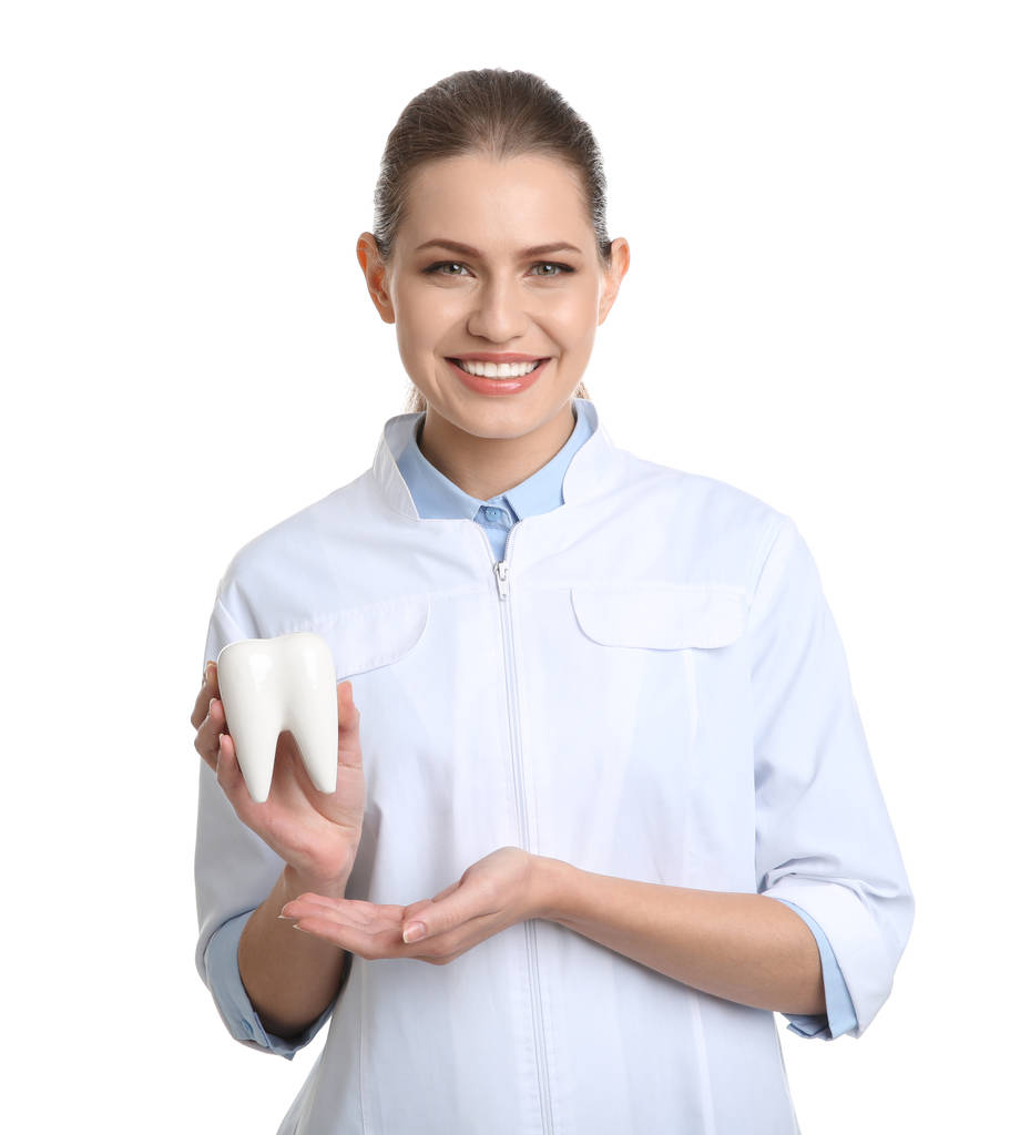 Nainen hammaslääkäri tilalla hammas malli valkoisella taustalla
 - Valokuva, kuva